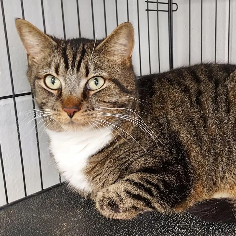 An adult large-sized male Brown / Chocolate Domestic Short Hair cat named Ozzy for adoption in Dayton, OH