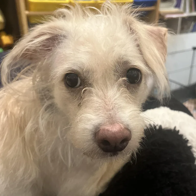 A young small-sized female Yorkshire Terrier dog named Pollen Playful Pup for adoption in Danbury, CT