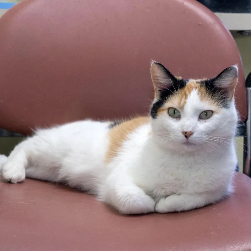 Moira Rose thumbnail 2