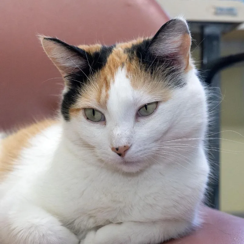 Moira Rose thumbnail 3