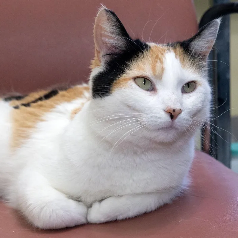 Moira Rose thumbnail 4