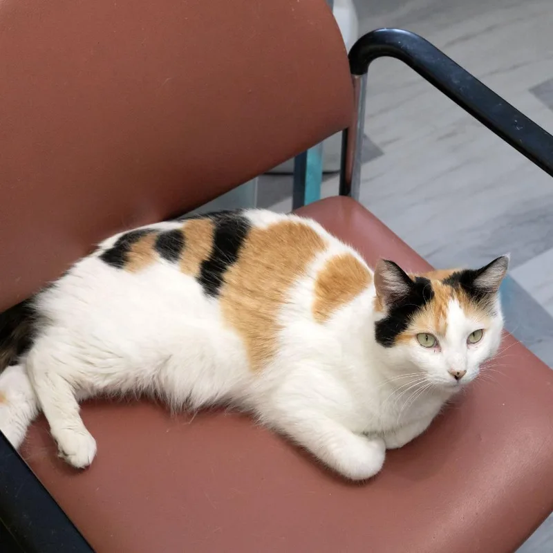 Moira Rose thumbnail 5