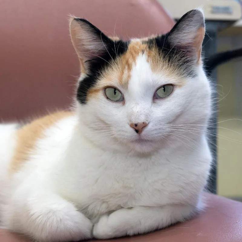 Moira Rose thumbnail 6