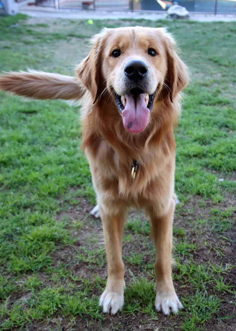 A young medium-sized male Golden Retriever dog named Bleu for adoption in Glendale, AZ