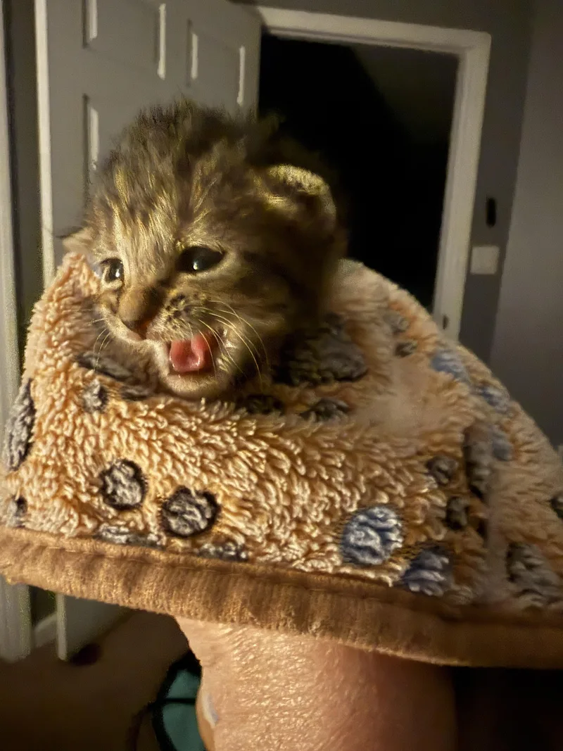 A baby small-sized female American Shorthair cat named Orian for adoption in Randolph, AL