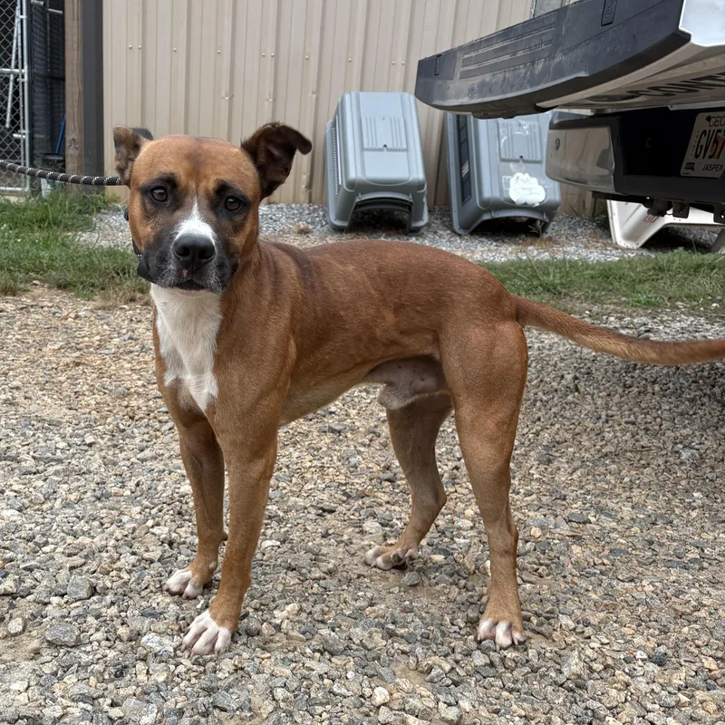 An adult medium-sized male Red / Chestnut / Orange Pit Bull Terrier dog named Anikan for adoption in Monticello, GA