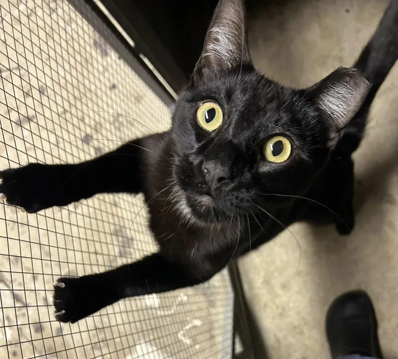 Onyx
