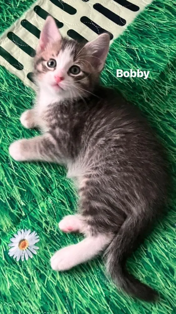 A baby small-sized male Black & White / Tuxedo Domestic Short Hair cat named Bobby for adoption in Telford, PA