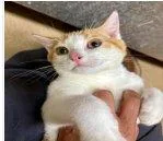A baby small-sized male Tabby (Orange / Red) Domestic Short Hair cat named Theo for adoption in Raleigh, NC