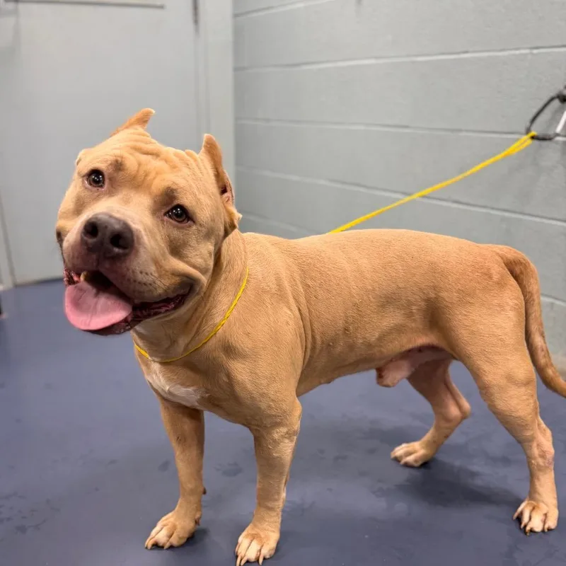 An adult large-sized male Brown / Chocolate Pit Bull Terrier dog named Simba for adoption in Greensboro, NC