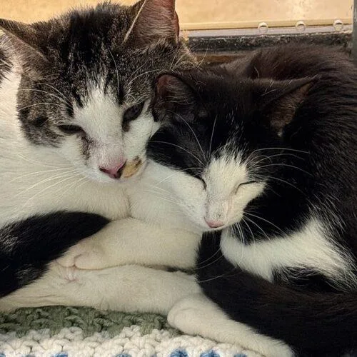 A young medium-sized male Black & White / Tuxedo Domestic Short Hair cat named Tank for adoption in Tampa, FL
