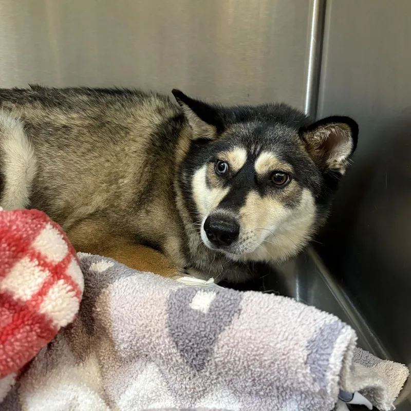 A young medium-sized female Black Klee Kai dog named Juliet for adoption in Phoenixville, PA
