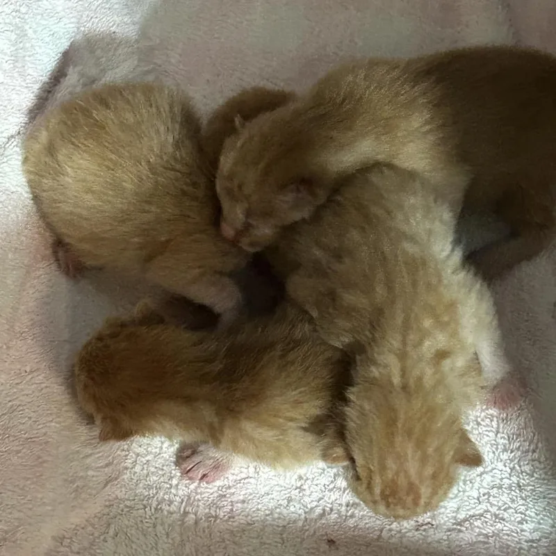 A baby small-sized male Orange / Red Domestic Short Hair cat named Kevin Bacon FHA_ for adoption in Columbia, MO