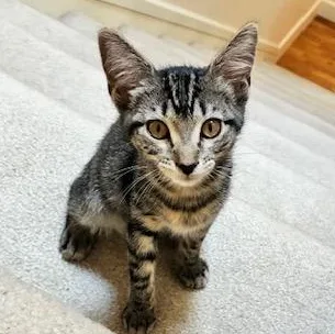A baby medium-sized female Tabby (Brown / Chocolate) Domestic Short Hair cat named Honey for adoption in Renton , WA
