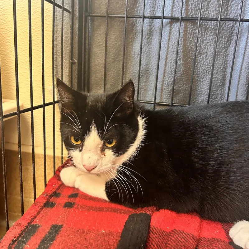 A young medium-sized male Black & White / Tuxedo Domestic Short Hair cat named Rubix Cube for adoption in Myerstown, PA