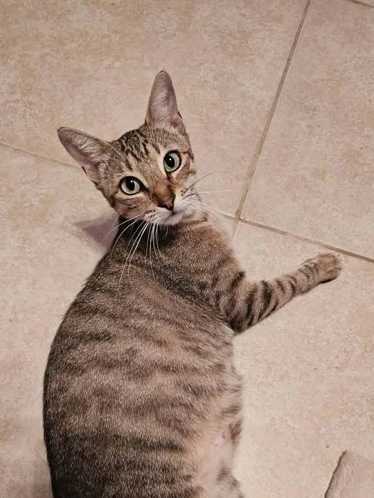 A young medium-sized female Tabby (Gray / Blue / Silver) Tabby cat named Lily for adoption in Gulfport, MS