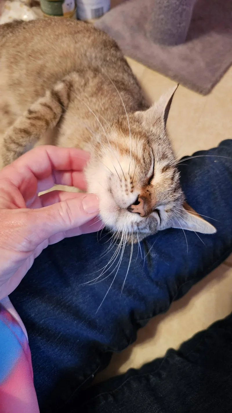 Lily thumbnail 5