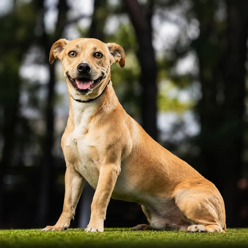 A young medium-sized male Yellow / Tan / Blond / Fawn Mixed Breed dog named Duke for adoption in Jupiter, FL