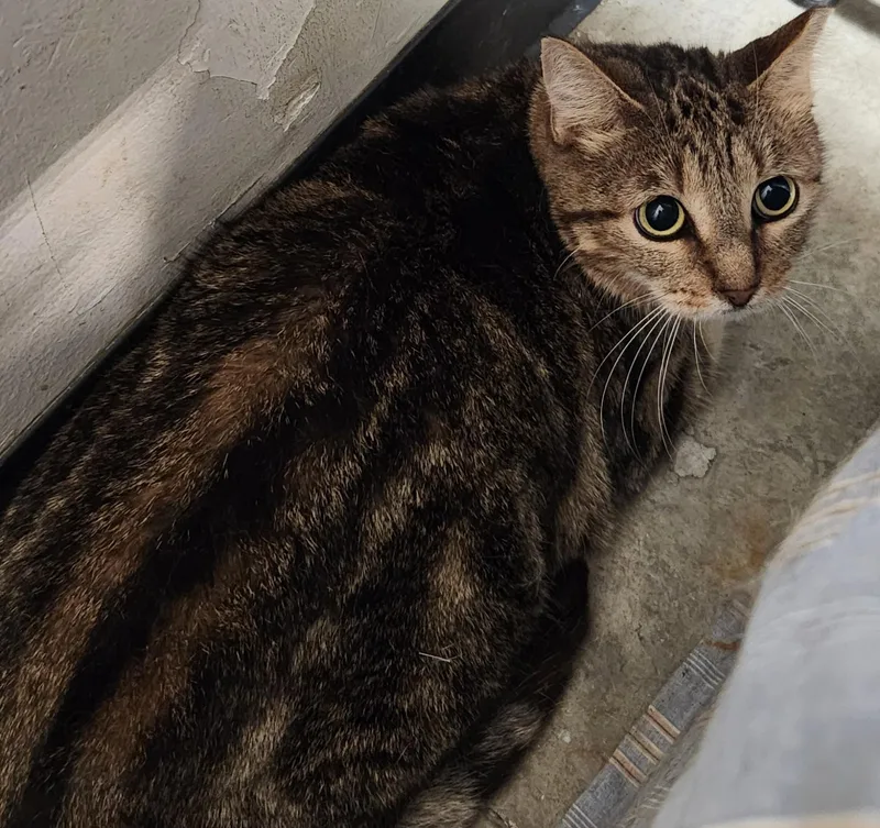 An adult medium-sized female Tabby (Brown / Chocolate) Domestic Short Hair cat named Kiara for adoption in San Antonio, TX