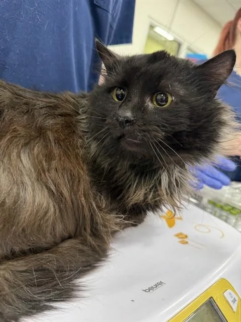 An adult medium-sized male Maine Coon cat named Moon for adoption in Upper Marlboro, MD