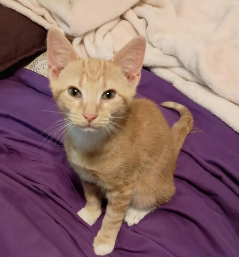Miso