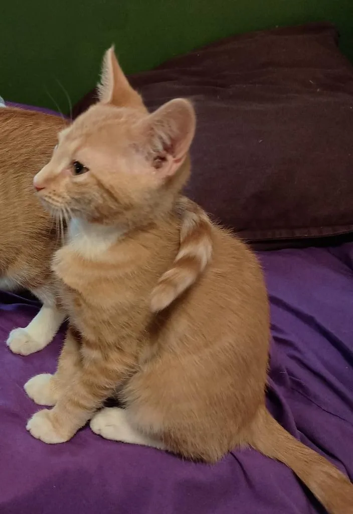 Miso thumbnail 2