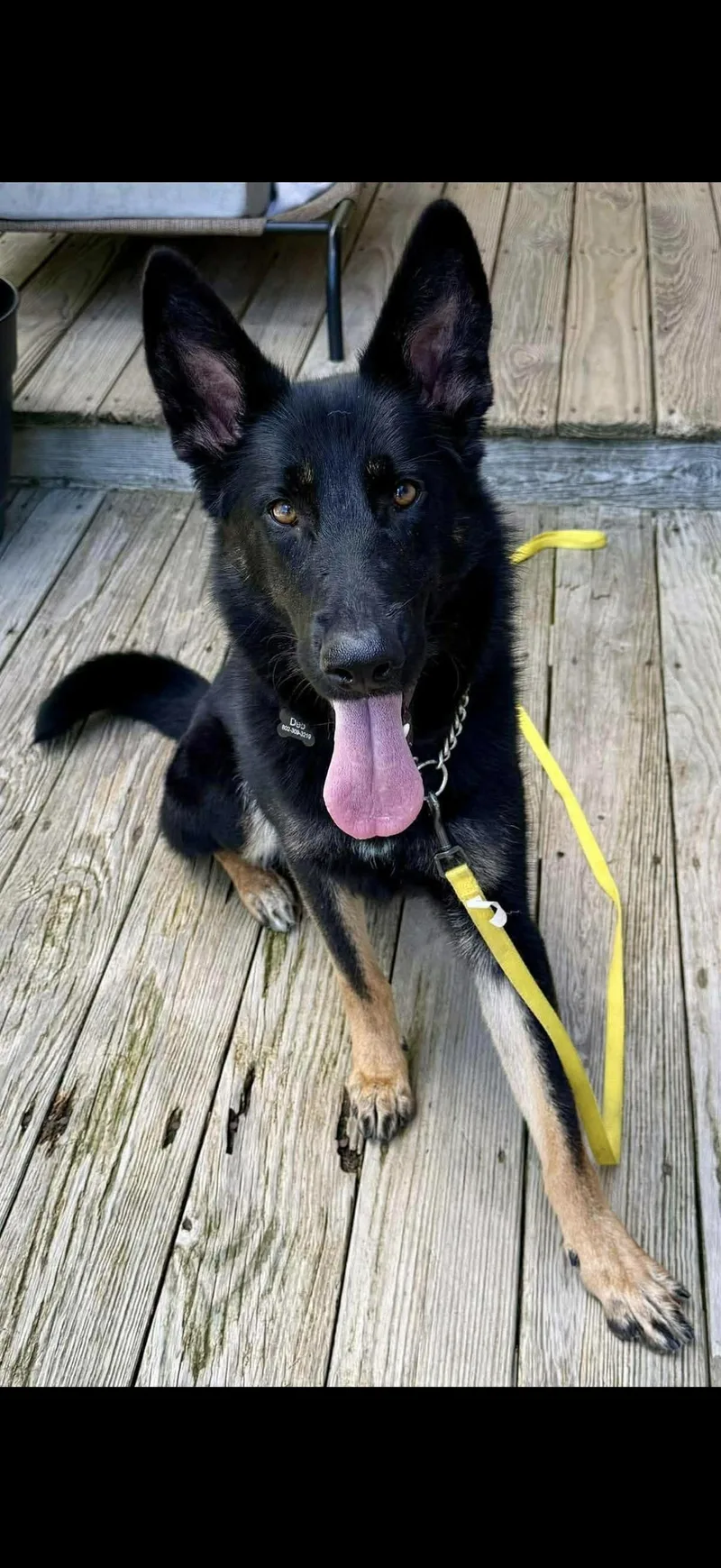 A young medium-sized female Black German Shepherd Dog dog named Tracey for adoption in Randolph Center, VT