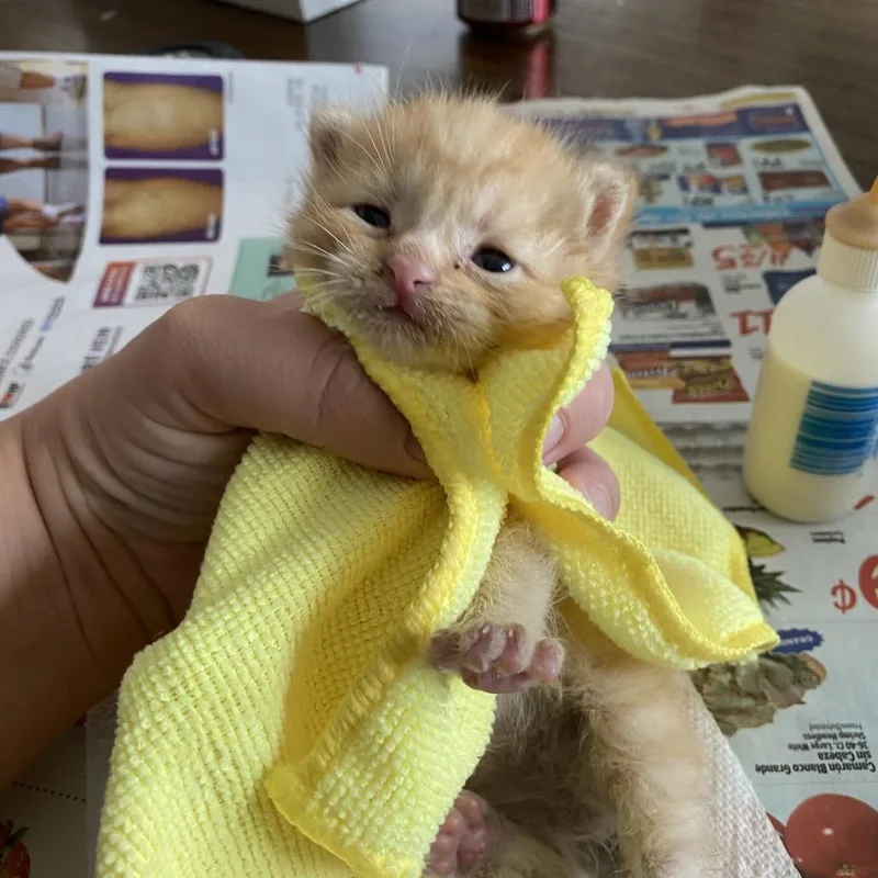 A baby small-sized male Orange / Red Domestic Short Hair cat named Oakley for adoption in Long Beach, CA