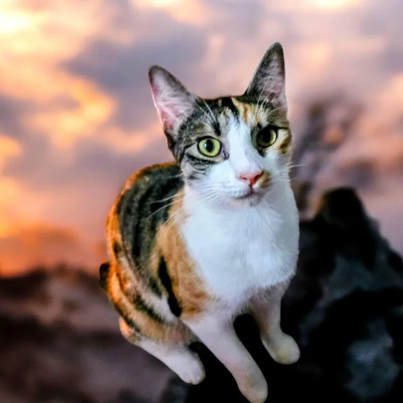 Cleopatra thumbnail 3