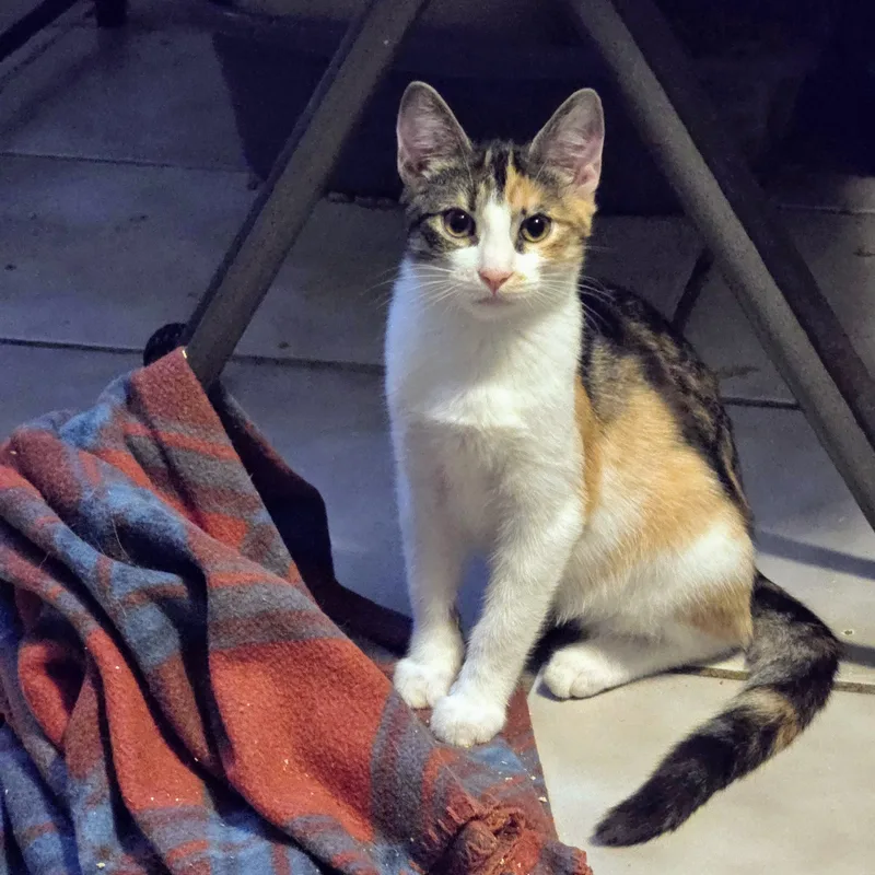 Cleopatra thumbnail 5