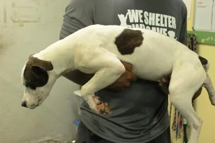 A baby medium-sized male Terrier dog named Rascal for adoption in Picayune, MS