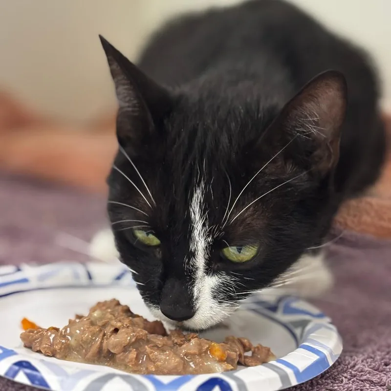 A young medium-sized female Black Domestic Short Hair cat named Feta for adoption in Mebane, NC