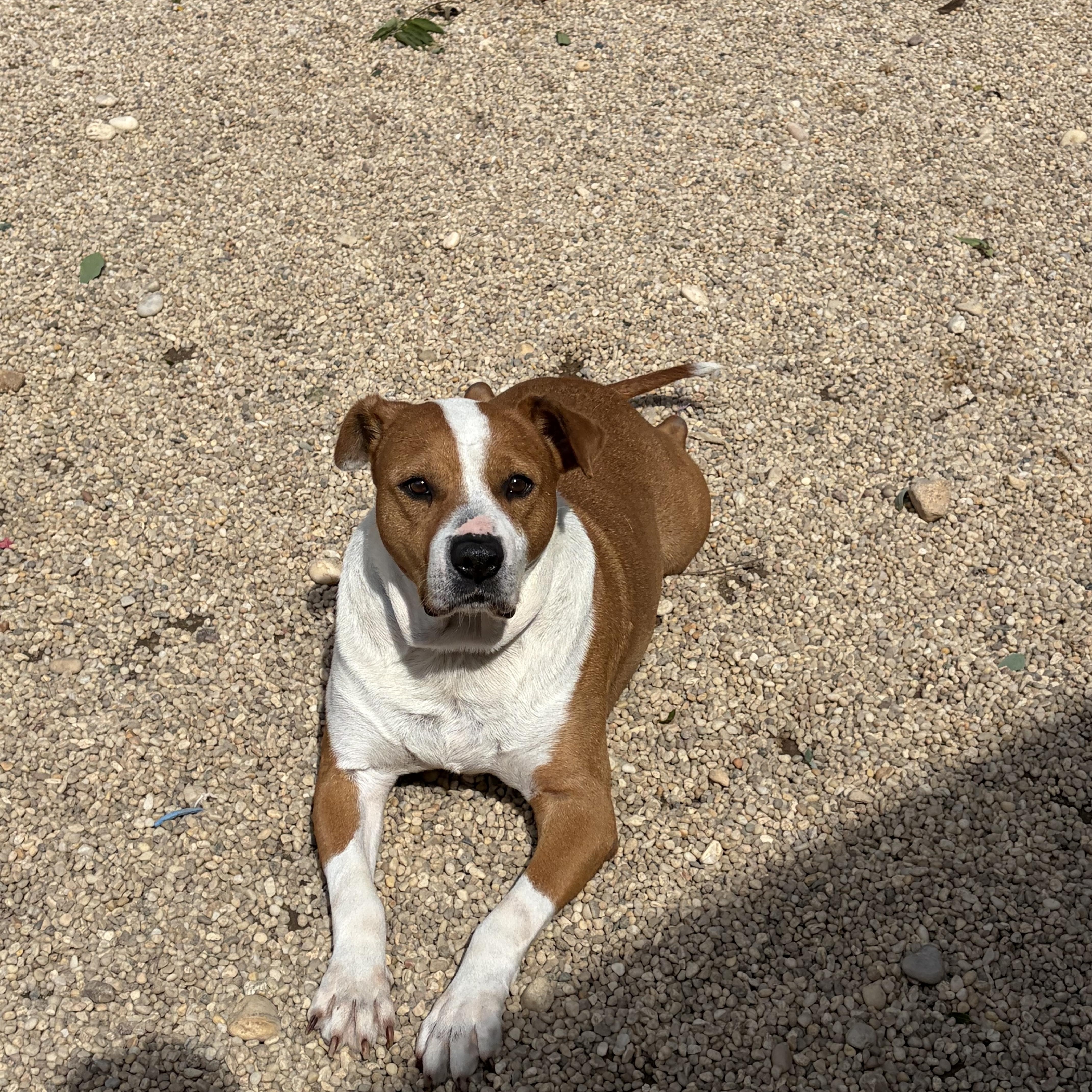 A senior large-sized male White / Cream Fox Terrier dog named Roscoe for adoption in Southold, NY