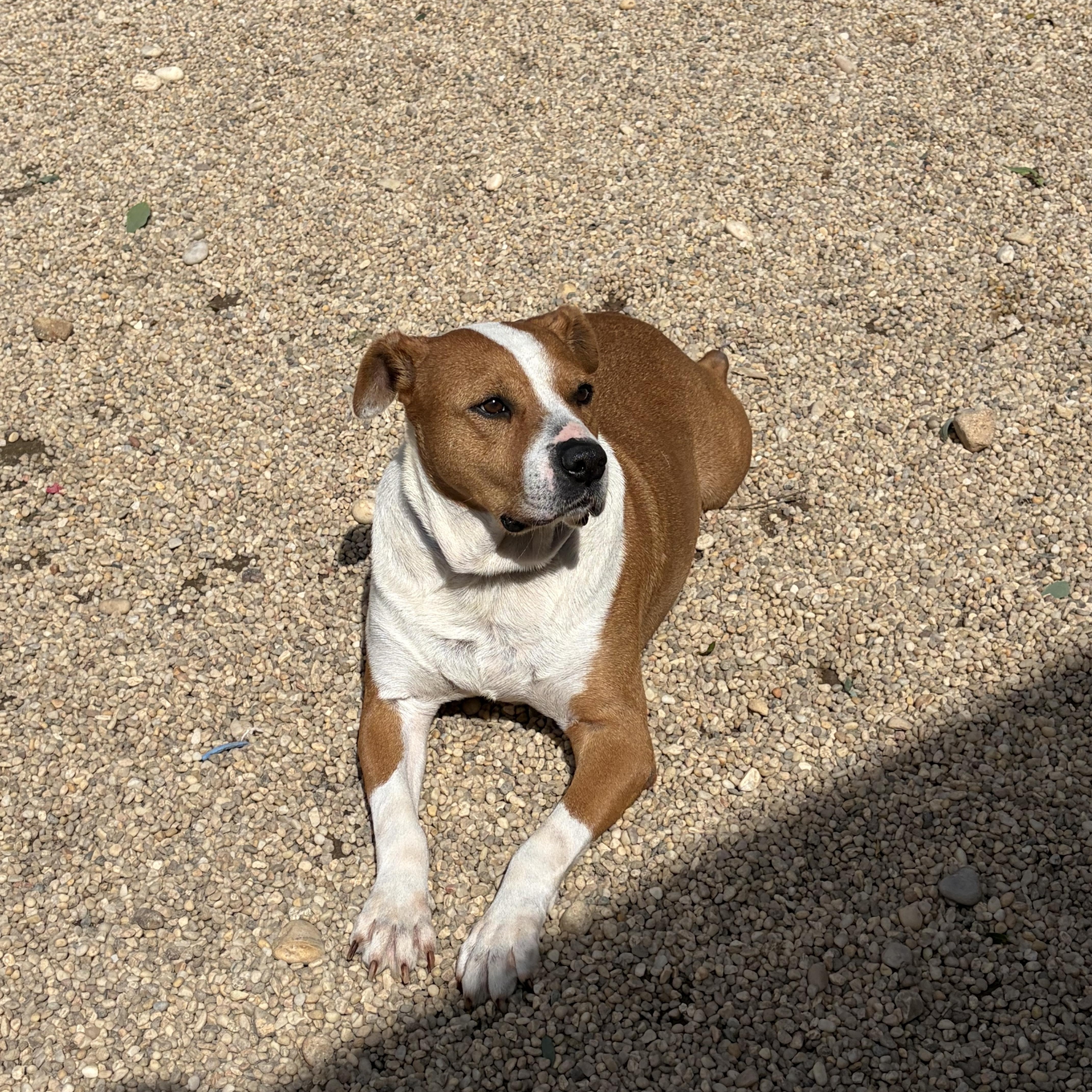 Roscoe thumbnail 2