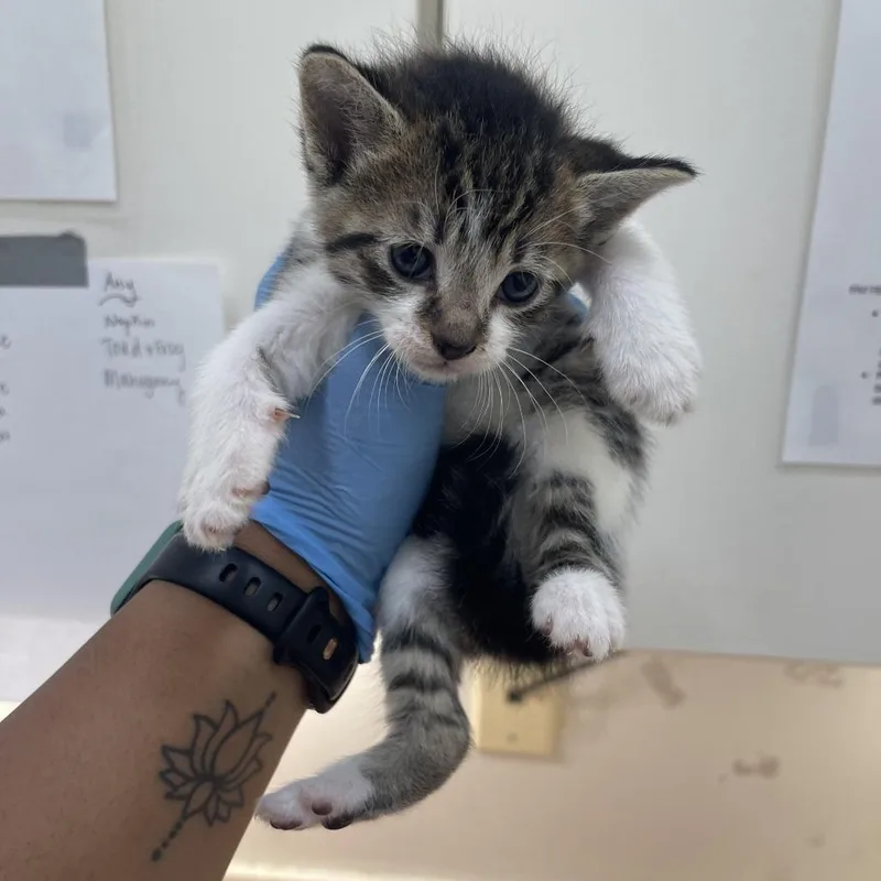 A baby small-sized male Calico Domestic Short Hair cat named Theon for adoption in Auburn, AL