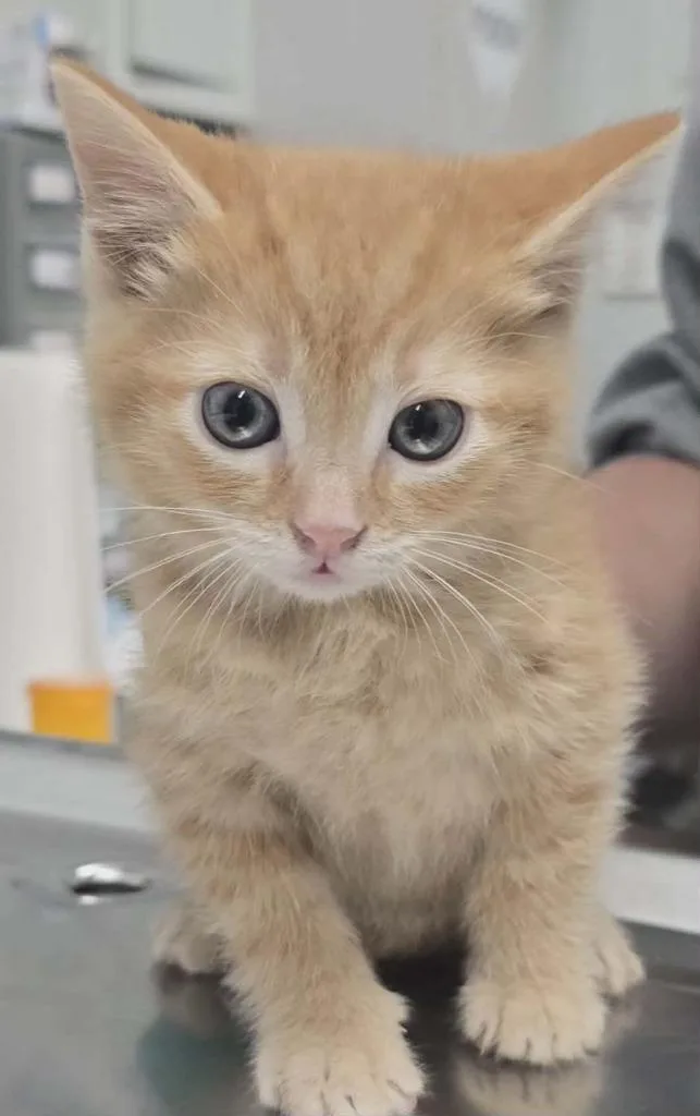 A baby small-sized female Domestic Medium Hair cat named Marie for adoption in Hillsdale, IN