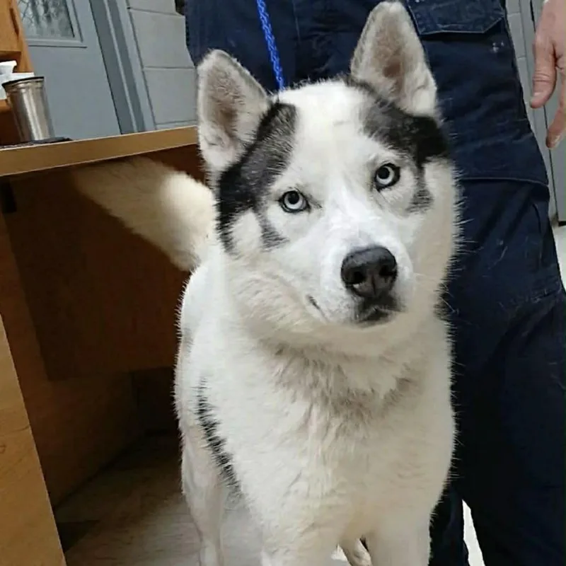 An adult medium-sized male White / Cream Husky dog named Winston for adoption in Olathe, KS