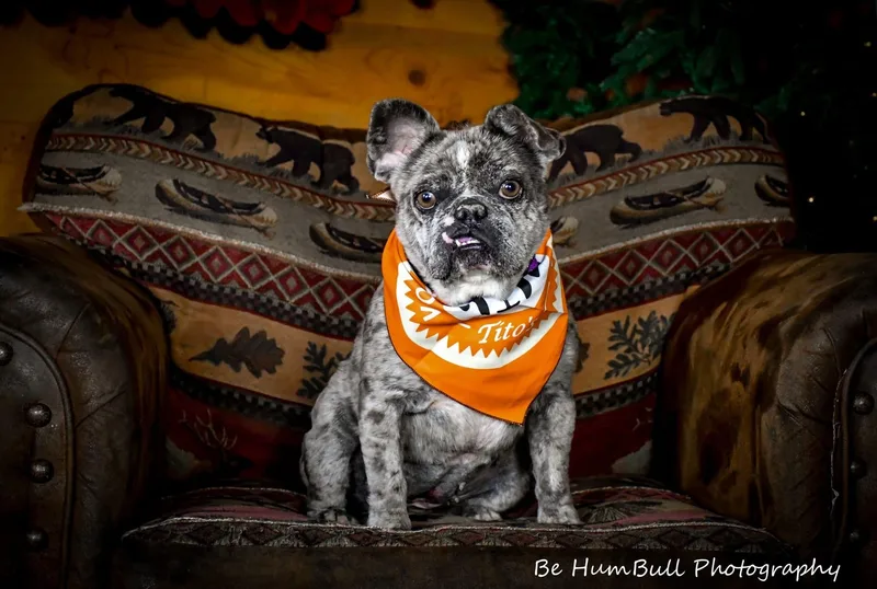 An adult small-sized female Merle (Blue) French Bulldog dog named Squish for adoption in Georgetown , CA