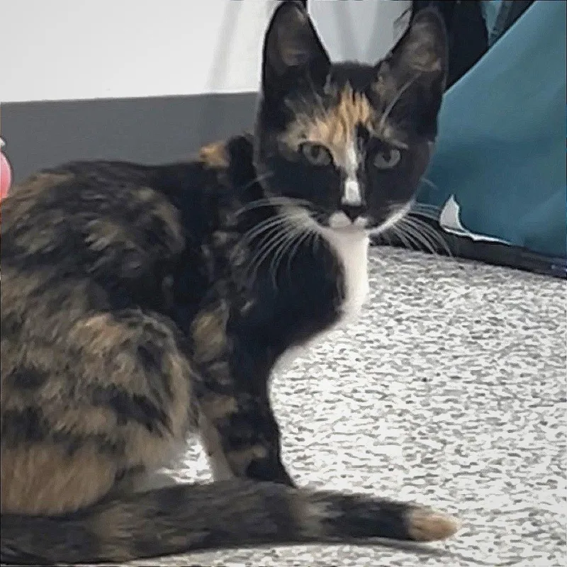 A young small-sized female Calico Domestic Short Hair cat named Vega for adoption in Manheim, PA