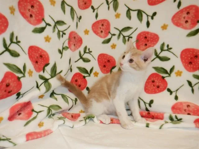 A baby small-sized male Domestic Short Hair cat named Cesar for adoption in San Jose, CA
