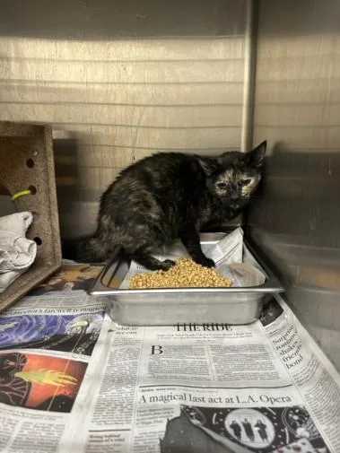 An adult medium-sized female Domestic Short Hair cat named Chili Con Carne for adoption in Los Angeles, CA
