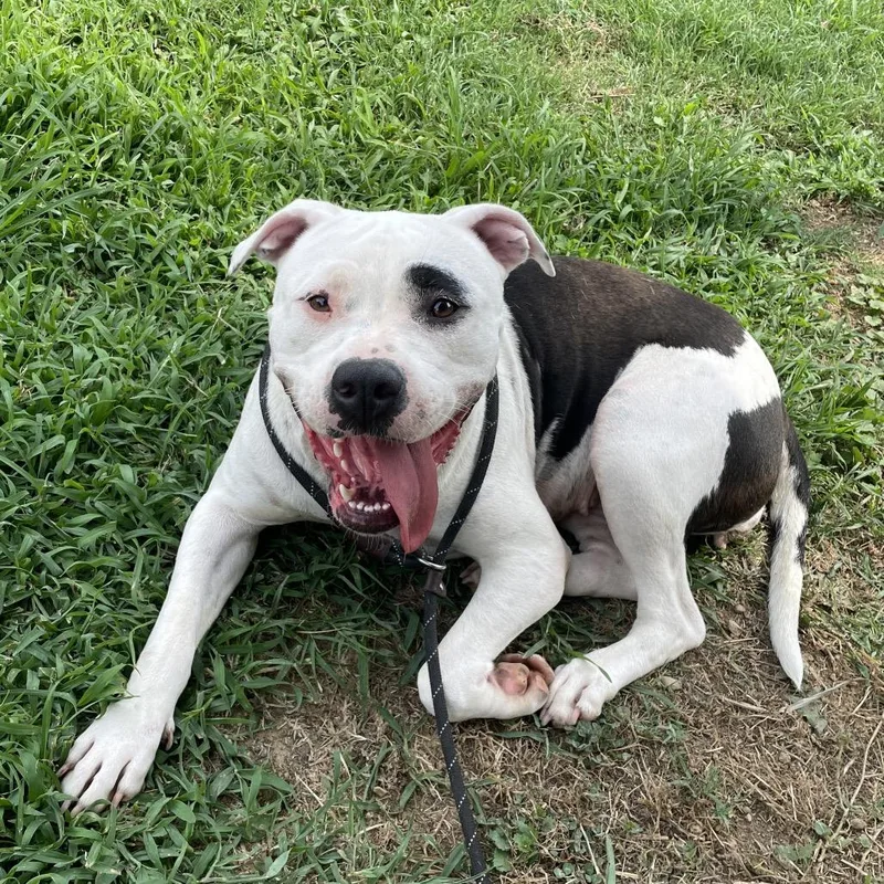 An adult large-sized female White / Cream Mixed Breed dog named Flubber for adoption in Chattanooga, TN