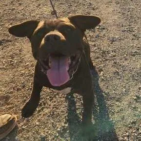 An adult medium-sized female Black Pit Bull Terrier dog named Justice for adoption in Turlock, CA