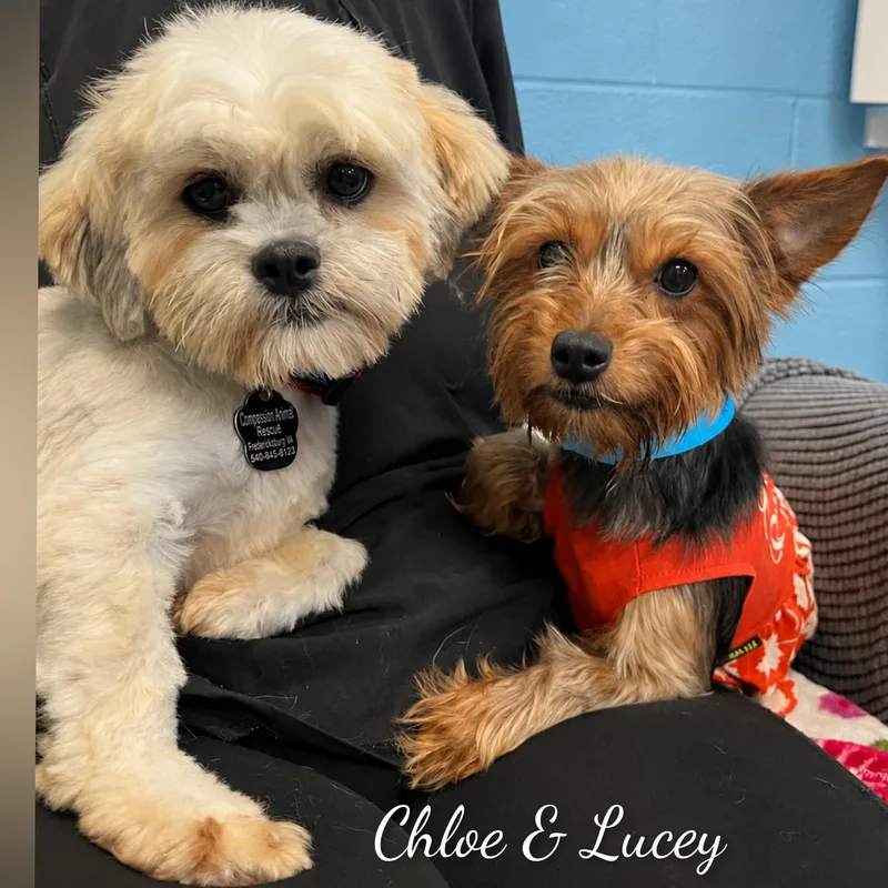 An adult small-sized female Brown / Chocolate Yorkshire Terrier dog named Lucey for adoption in Fredericksburg, VA
