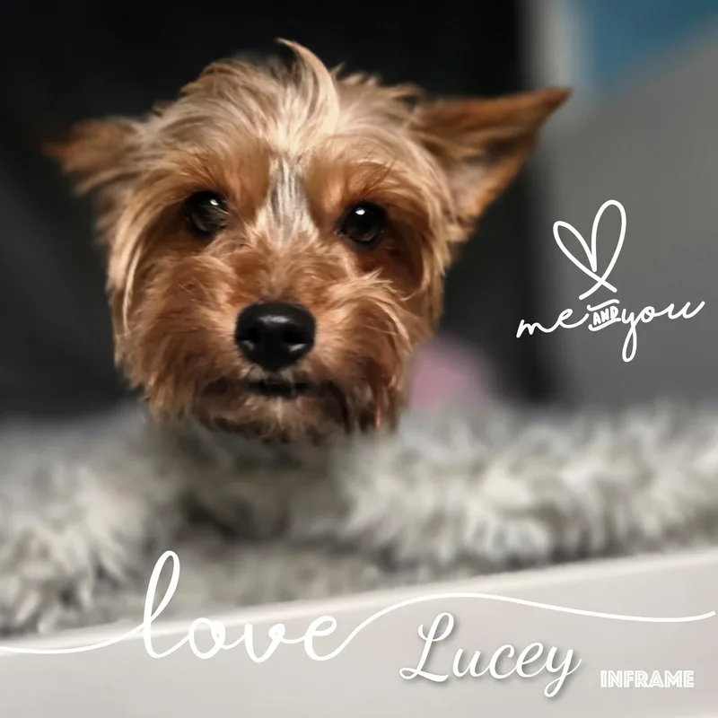 Lucey thumbnail 2