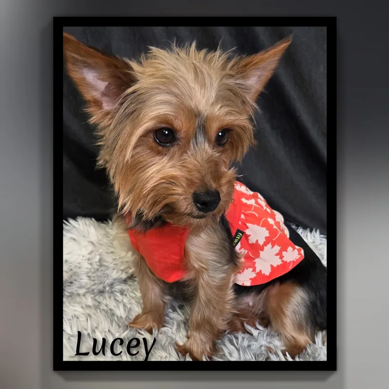 Lucey thumbnail 3