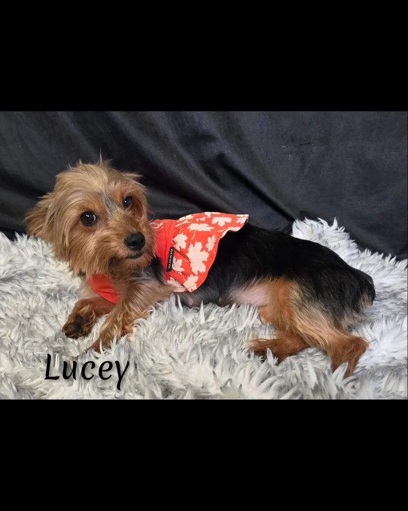 Lucey thumbnail 6