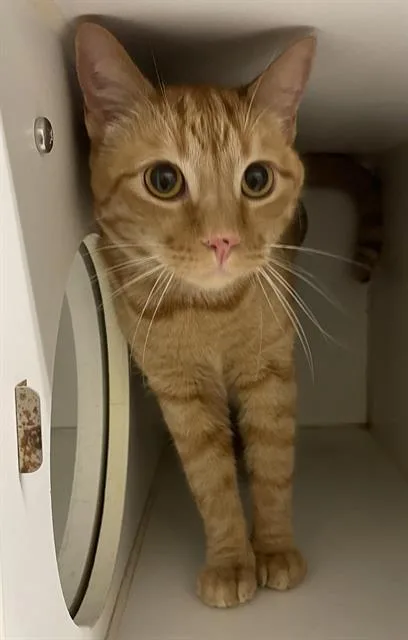 An adult medium-sized male Domestic Short Hair cat named Nacho for adoption in Modesto, CA