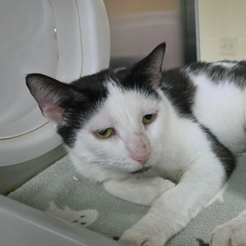 An adult medium-sized female Domestic Short Hair cat named Sesame for adoption in Plover, WI