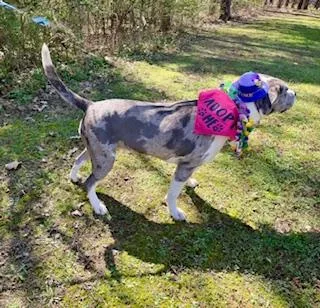 A young medium-sized female Merle (Blue) Mixed Breed dog named Icie for adoption in Arlington, TN
